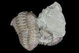 Two D Flexicalymene Trilobite - Mt Orab, Ohio #85393-2